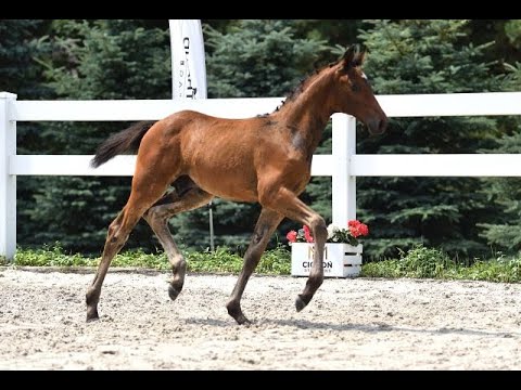 Dinamite, Diarado x Goodman, ogierek/colt, ur./born 12.05