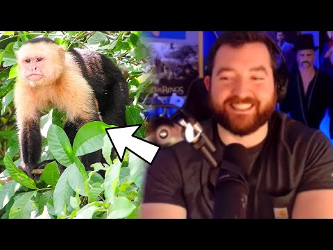 Taylor's Future Streams with Monkeys and Other Animals | PKA