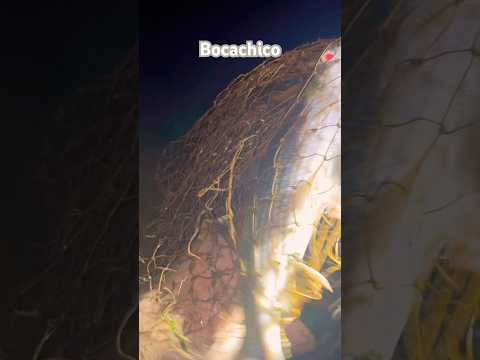 Las mejores capturas de bocachico #sorts #2026 #subienda #riomagdalena #tolima #peñulasnatvos