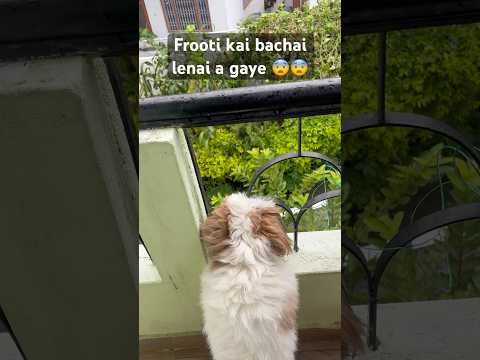 Frooti is angry today 😳😳 #shorts #viral #trending #viral #dogs #viral
