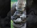 Baby Gorilla S First Years Breastfeeding