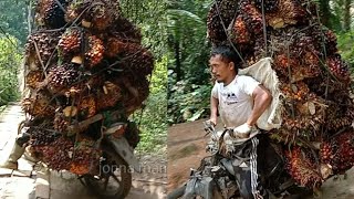 Download lagu Ojek Handal Bawa 500 Kg Sawit Melalui Jembatan Gantung Ketinggian 92 Meter II Mati Busi Pula Kawan.. mp3 Download lagu Ojek Handal Bawa 500 Kg Sawit Melalui Jembatan Gantung Ketinggian 92 Meter II Mati Busi Pula Kawan.. mp3