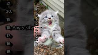 Top 16 Cute Kittens 😻🐾 #cutecats #catvideos #catcomedy #catsoftiktok #funnycats