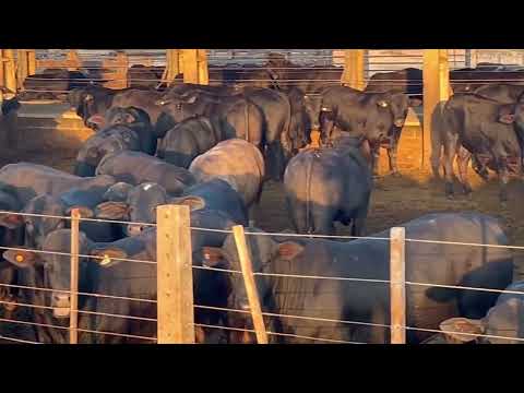 Fazenda ä Venda em Guaraniacu - PR