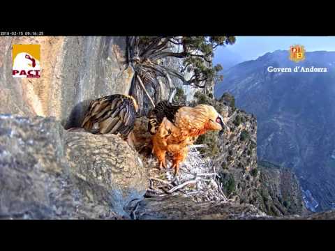 Quebrantahuesos ( Gypaetus barbatus ) Bearded vulture