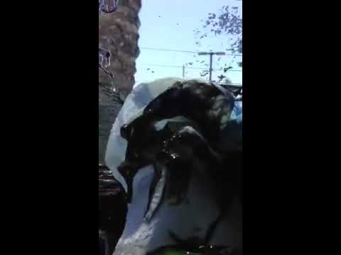 ATR Solution Back windows no problem! Just squeegee off! Dissolves Adhesive on contact !