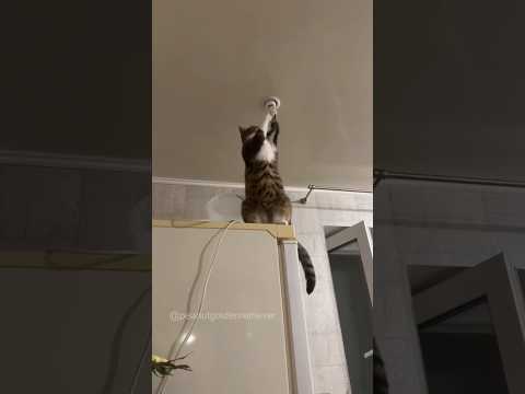 Seeing this characteristic of the cat, my dog became confused #dog #goldenretriever #doglover #puppy