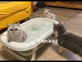 Cat Farting Shitting Pooping In A Bathtub Other Cats React Hilariously Shorts