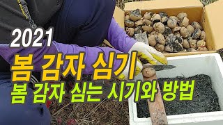 2021. 봄 감자 심기, 감자 심는 시기와 방법