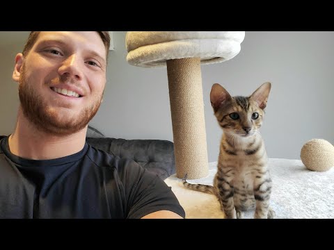 Meet Leo: The 12 Weeks Old F4 Savannah Cat (CUTE AF)