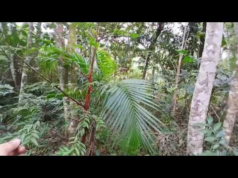 Sítio Plano em Monteiro Lobato com água, Natureza e Excelente Localização