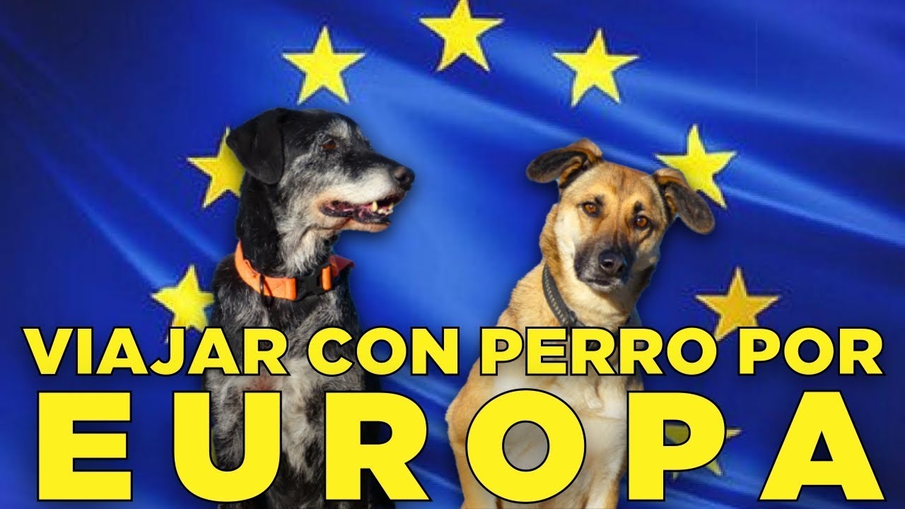 VIAJAR CON PERRO POR EUROPA | papeles, permisos, vacunas, países...