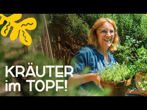Kräuter erfolgreich im Topf anbauen: Einfache Anleitung! 🪴😍