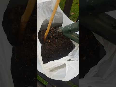 UNBOXING PEONY PLANT DELIVERY THE KNOTMAN.