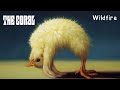 The Coral - Wildfire