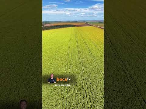Drone registra mar de girassóis em Campo Alegre de Goiás 🌻✨