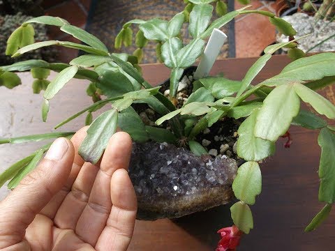 , title : 'Why your Christmas Cactus goes limp after flowering - Schlumbergera - Rhipsalidopsis - Hatiora'