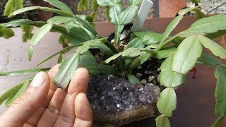Why your Christmas Cactus goes limp after flowering - Schlumbergera - Rhipsalidopsis - Hatiora