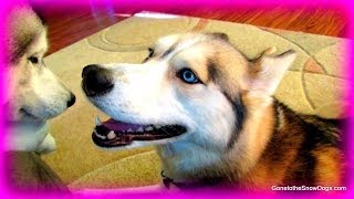 Huskies in an Apartment? #FanFriday 146