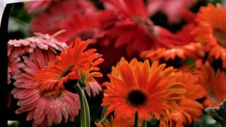 Pepperland  (George Martin)