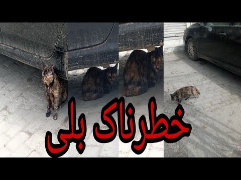 Dangerous Cat Video خطرناک بلی