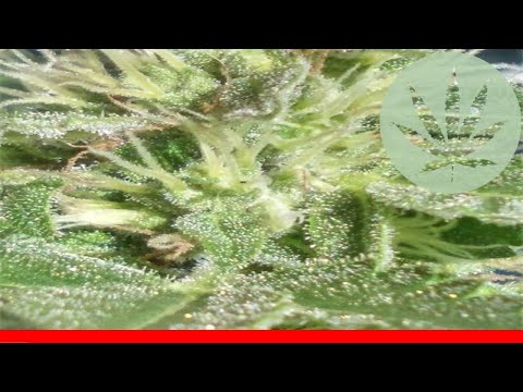 Pure Kush - All About This Strain