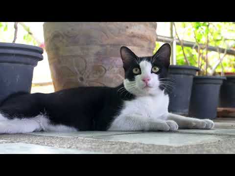 LYT - SE OG SLAP AF VOL.4  LISTEN  - SEE AND RELAX