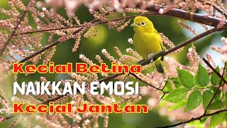 Download lagu SUARA KECIAL KUNING BETINA SEKSI NAIKKAN EMOSI KECIAL JANTAN | PANCINGAN CIAK JOS KECIAL KUNING mp3 Download lagu SUARA KECIAL KUNING BETINA SEKSI NAIKKAN EMOSI KECIAL JANTAN | PANCINGAN CIAK JOS KECIAL KUNING mp3