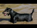 Jagd Terrier - Terrier alemán (Jagd Terrier) - Raza de Perro