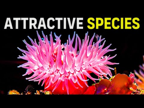 The Fascinating World of Cnidarians