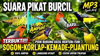Download lagu KOMBINASI SUARA PIKAT BURCIL PALING AMPUH!! BANYAK JENIS BURUNG mp3