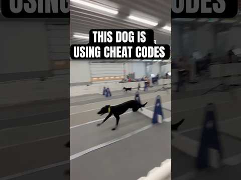 Is this dog using cheat codes?#flyball #dogs