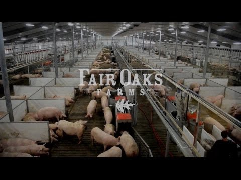 SCHAUER Agrotronic Equipment - Pig Adventure, Fair Oaks Farm