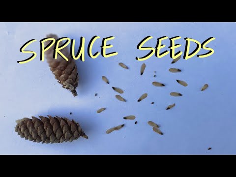 Harvesting Spruce Tree Seeds - How To