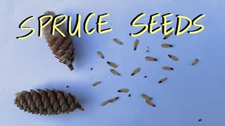 Harvesting Spruce Tree Seeds - How To