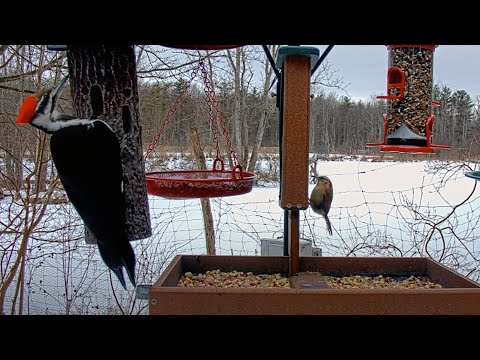 Tiny Wren Meets Enormous Woodpecker At Cornell FeederWatch Cam – Feb. 6, 2025