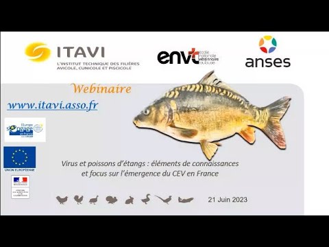 , title : 'Virus et poissons d’étangs : éléments de connaissances et focus sur l’émergence du CEV en France'