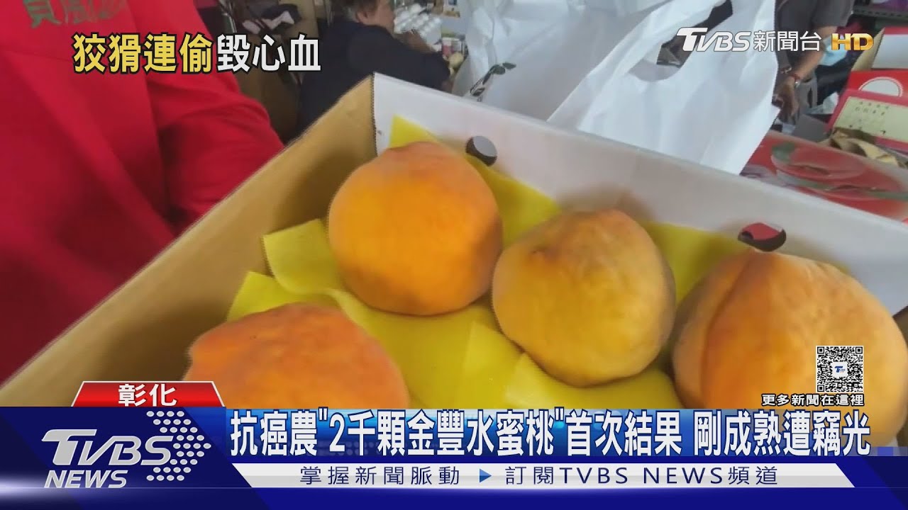 抗癌果農「2千顆金豐水蜜桃」首次結果 剛成熟竟一夜被偷光