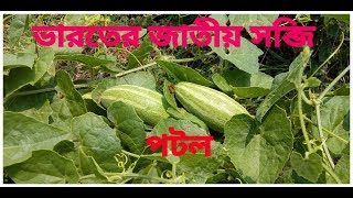 preview picture of video 'Indian national vegetable "purple". ভারতের জাতীয় সবজি "পটল"।'