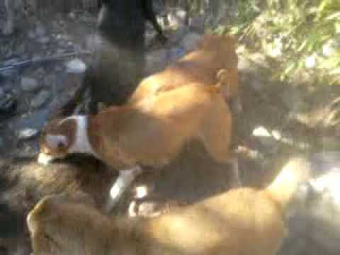 download lagu mp3 mp4 Wolad, download lagu Wolad gratis, unduh video klip Wolad
