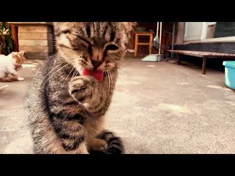 Why Do Cats Lick Their Paws After Eating?