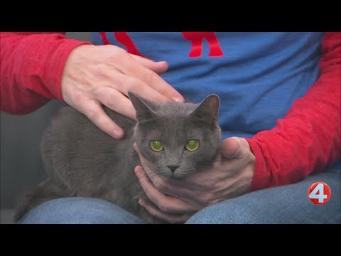 SPCA Monday: 3-year-old Brandy is ready for adoption - YouTube