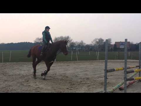 Eddi S *2011 (Edward x Argentinus)