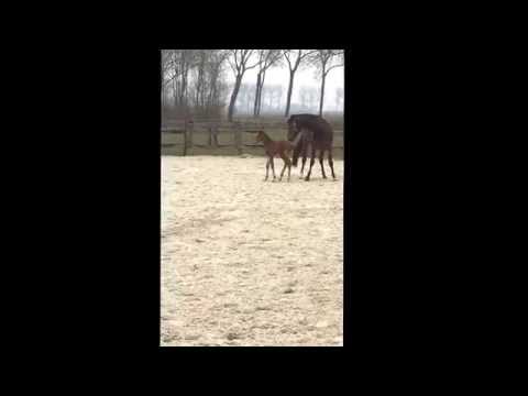 F ONE USA hengstveulen