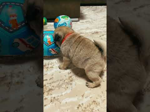Perros Carlino en venta
