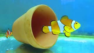 小丑魚夫婦(clown fish couple)(Amphiprion ocellaris)