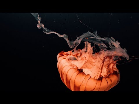 Dennis Sheperd - The Forgotten