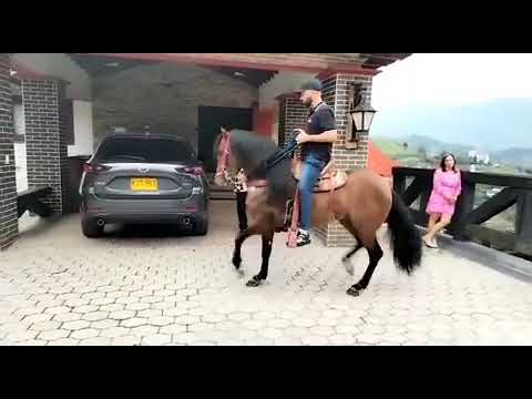 brunello hijo de Kain de mi capricho ❌ Carlota de la ilusión