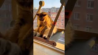 Download lagu story wa sedih|story wa kucing sedih #shorts #storywa mp3 Download lagu story wa sedih|story wa kucing sedih #shorts #storywa mp3