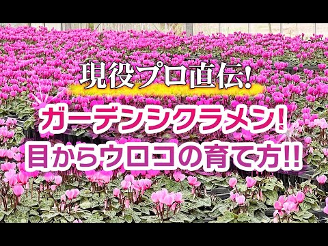 5月6月に菜園に何を植えるか